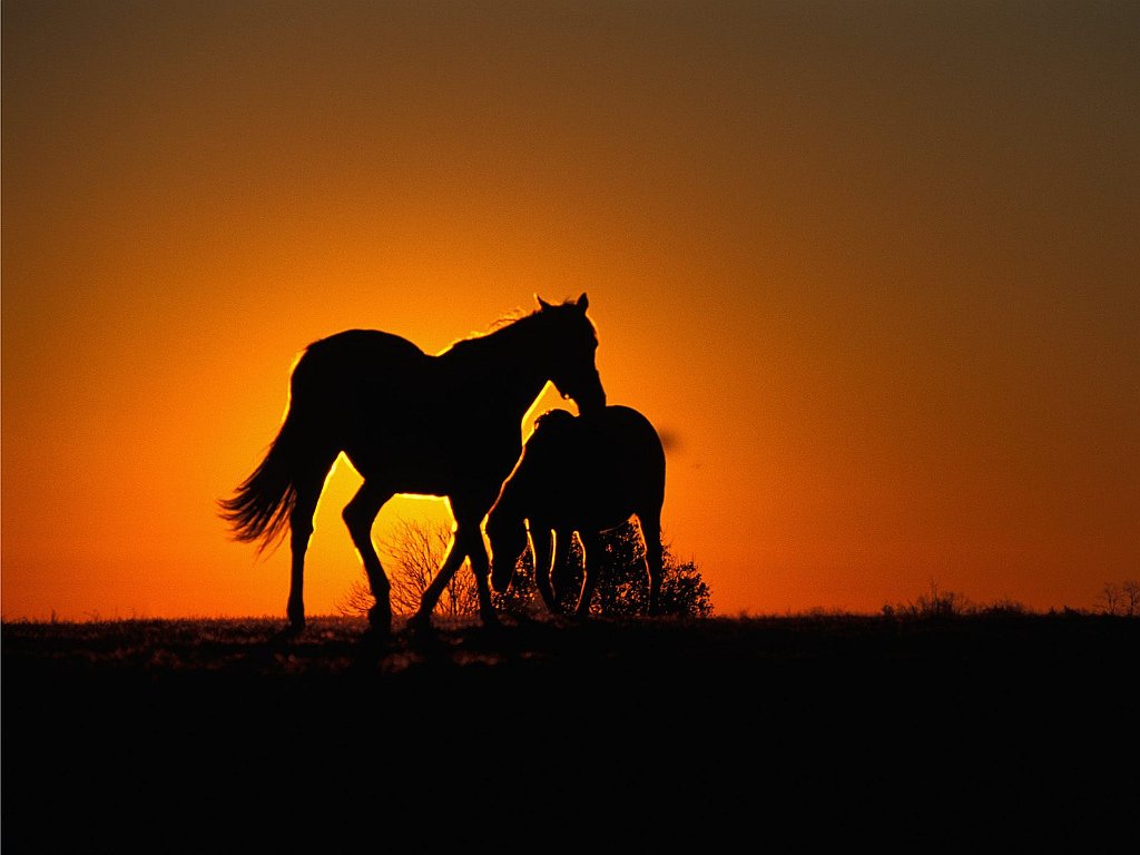 Thoroughbred Horses at Sunset, Versailles, Kentucky